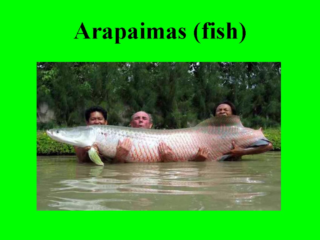 Arapaimas (fish)